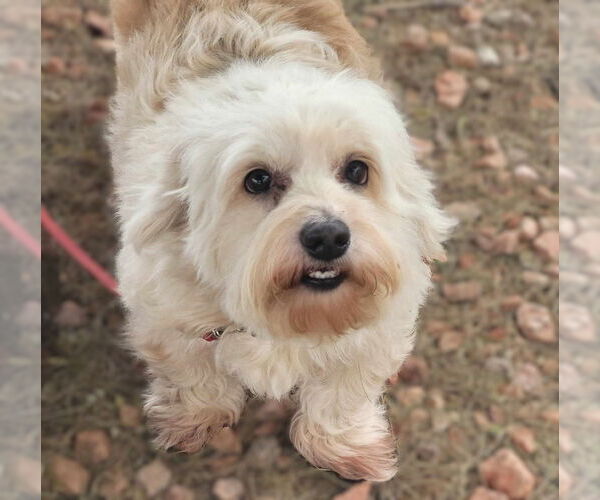 Medium Photo #6 Lhasa-Poo Puppy For Sale in Phoenix, AZ, USA