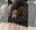 Small #3 French Bulldog Mix