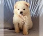 Small American Eskimo Dog