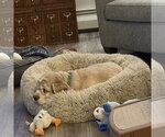 Small #11 Cocker Spaniel