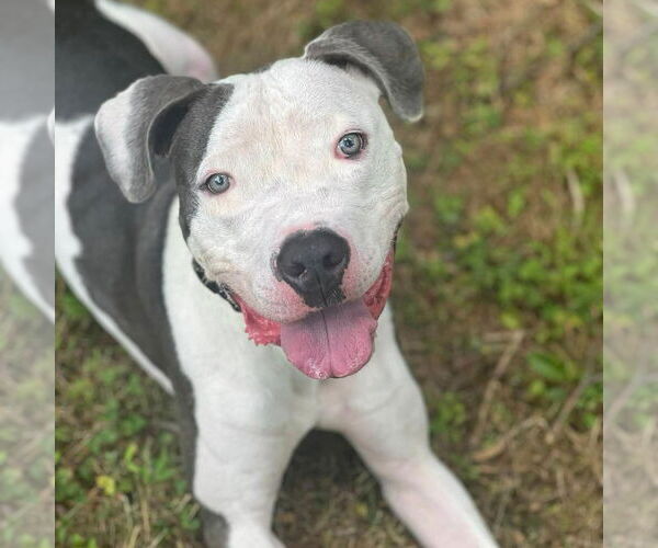 Medium Photo #3 American Staffordshire Terrier Puppy For Sale in Cranford, NJ, USA