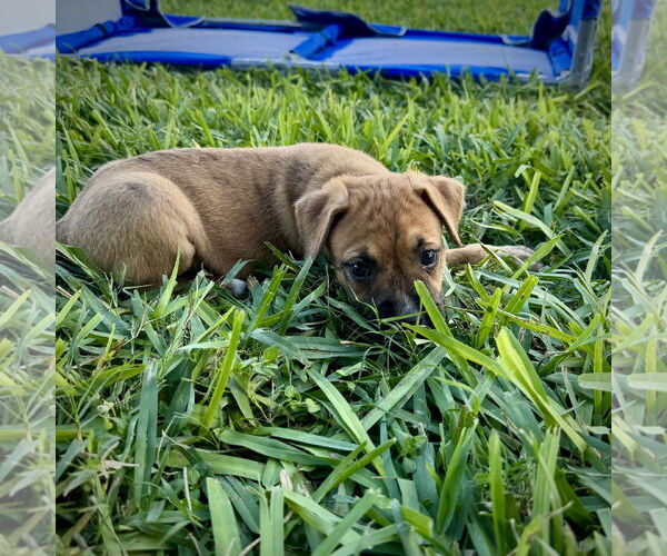 Medium Photo #2 Boxer-Unknown Mix Puppy For Sale in Dumont, NJ, USA