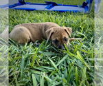 Small #1 Boxer Mix