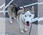 Small #4 Siberian Husky