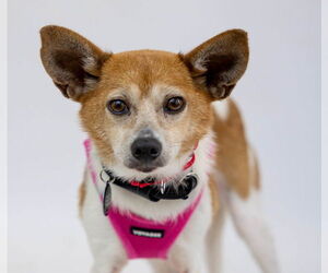 Rat-Cha Dogs for adoption in Princeton, MN, USA