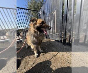 German Shepherd Dog Dogs for adoption in Riverside, CA, USA