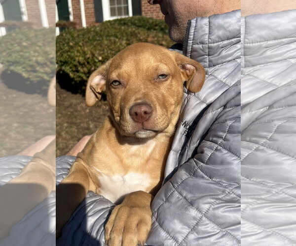 Medium Photo #1 Labrador Retriever-Unknown Mix Puppy For Sale in Rockville, MD, USA