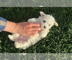 Small Photo #7 Bichon Frise Puppy For Sale in TEHACHAPI, CA, USA