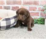 Small #1 Labrador Retriever