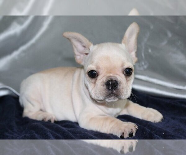 Medium Photo #1 French Bulldog Puppy For Sale in GRAPEVINE, TX, USA