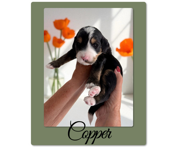 Medium Photo #3 Bernedoodle-Poodle (Standard) Mix Puppy For Sale in MENIFEE, CA, USA
