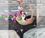 Puppy Snickers Pembroke Welsh Corgi