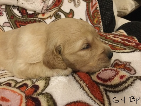 Medium Photo #3 Goldendoodle Puppy For Sale in EAST ELLIJAY, GA, USA