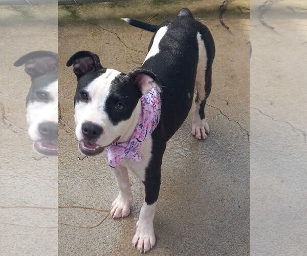 Medium Photo #8 American Pit Bull Terrier-Unknown Mix Puppy For Sale in Murfreesboro, NC, USA