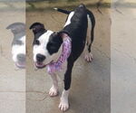 Small #7 American Pit Bull Terrier Mix