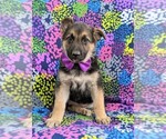 Small Photo #1 German Shepherd Dog Puppy For Sale in COCHRANVILLE, PA, USA