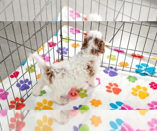 Medium Photo #7 Cavapoo (Miniature)-Poodle (Toy) Mix Puppy For Sale in ORO VALLEY, AZ, USA