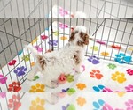 Small #6 Cavapoo (Miniature)-Poodle (Toy) Mix