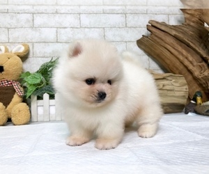 Medium Pomeranian