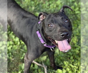 Sammy - Female Mutt Dog for Adoption - Photo #3