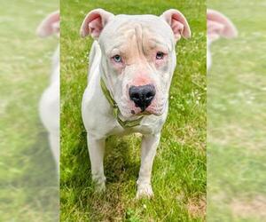 American Pit Bull Terrier Dogs for adoption in Akron, OH, USA