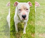 Small American Pit Bull Terrier