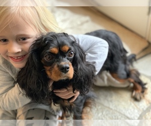 Mother of the Cavalier King Charles Spaniel puppies born on 12/22/2019
