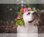 Small #13 American Bulldog Mix