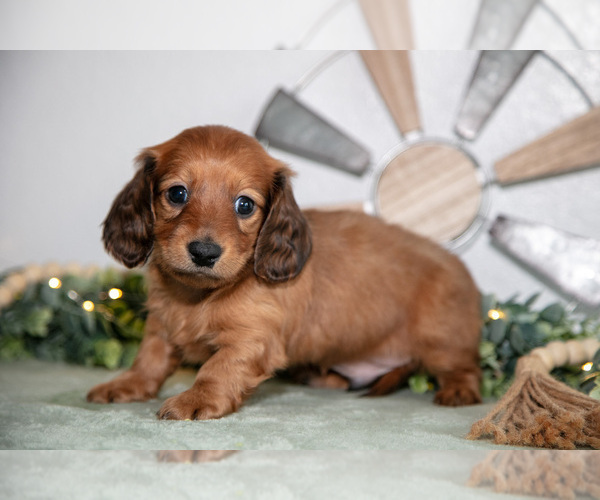 Medium Photo #1 Dachshund Puppy For Sale in GOSHEN, IN, USA