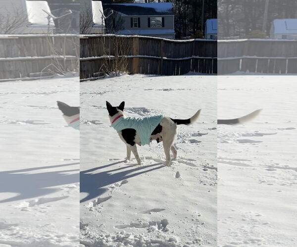 Medium Photo #21 Mutt Puppy For Sale in Holly Springs, NC, USA