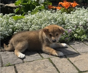 Shiba Inu Puppy for sale in CANOGA, NY, USA