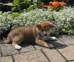 Small Shiba Inu