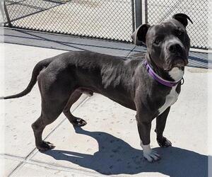 American Pit Bull Terrier Dogs for adoption in Denver, CO, USA