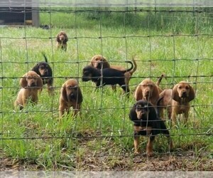 Bloodhound Puppy for sale in GRAVETTE, AR, USA