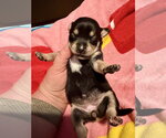 Small #8 Rat Terrier