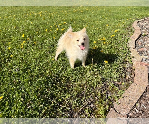 Medium Photo #10 Pomimo Puppy For Sale in ATHENS, WI, USA