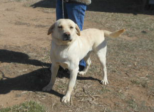 Medium Photo #1 Labrador Retriever Puppy For Sale in SANTA FE, NM, USA