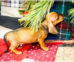 Small #9 Dachshund