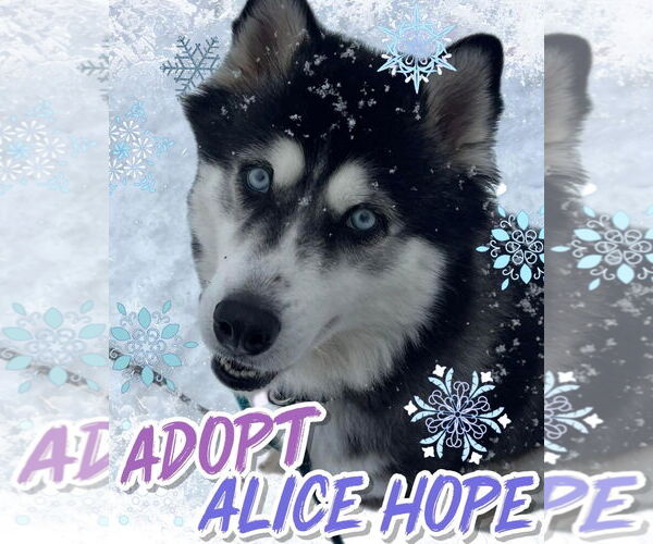 Medium Photo #1 Siberian Husky Puppy For Sale in Manahawkin, NJ, USA