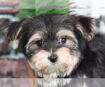 Small #1 Shih-Poo