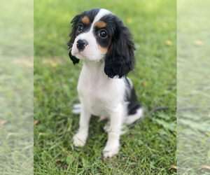 Cavalier King Charles Spaniel Dog for Adoption in NILES, Michigan USA
