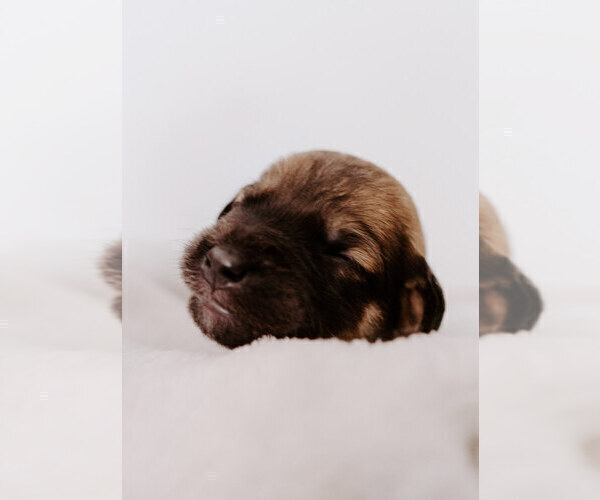 Medium Photo #5 Mastidoodle Puppy For Sale in APEX, NC, USA