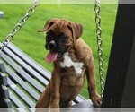 Small #7 Boxer