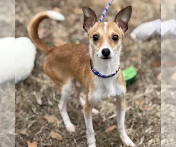 Medium Photo #1 Chihuahua-Unknown Mix Puppy For Sale in Yardley, PA, USA