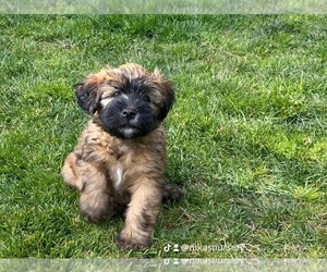 Soft Coated Wheaten Terrier Puppy for sale in ANAHEIM, CA, USA