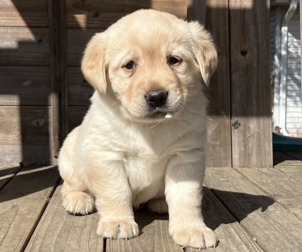 Medium Photo #1 Labrador Retriever Puppy For Sale in AUGUSTA, WI, USA