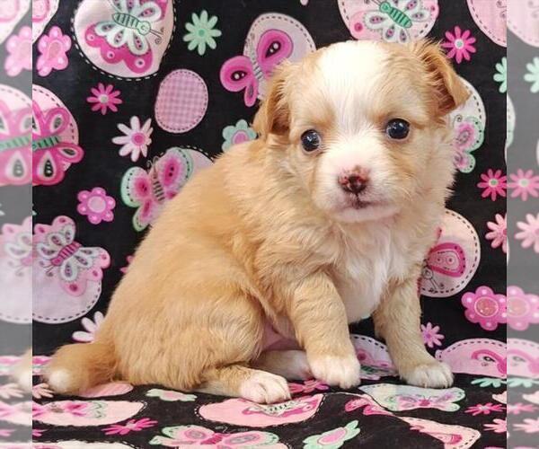 Medium Photo #1 Chihuahua Puppy For Sale in BOSTON, MA, USA