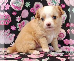Chihuahua Puppy for sale in BOSTON, MA, USA