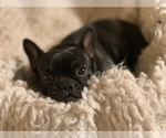 Small Photo #57 French Bulldog Puppy For Sale in LAS VEGAS, NV, USA