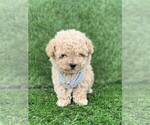 Small #9 Poodle (Toy)